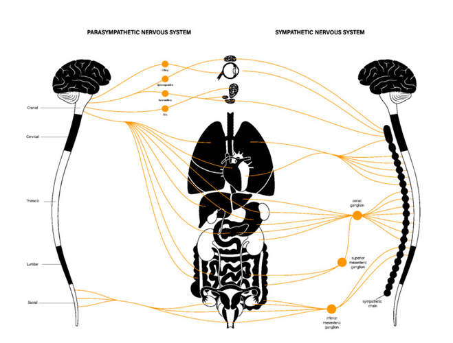 自律神経（交感神経・副交感神経）の分布図