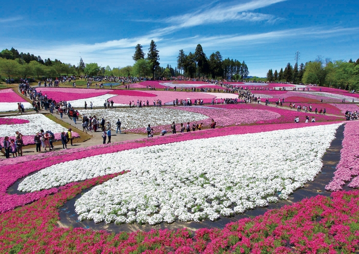 SLツアー　秩父羊山公園　芝桜の丘　イメージ