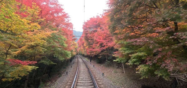 ２０２５年１１月１３日撮影