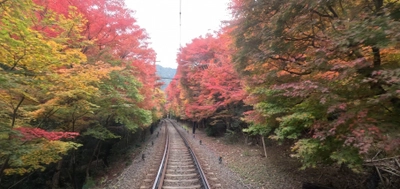 「もみじのトンネル」徐行運転および 「もみじのトンネルライトアップ」の期間を延長します
