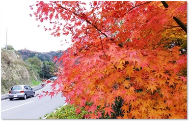 千葉県のロマンチックな紅葉スポット情報・ 地元の人だからこそ知っている隠れた情報を徹底調査！