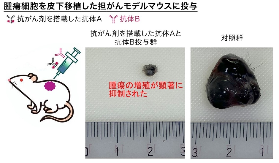 図 作製した抗体を用いた抗がん剤を担がんモデルマウスに注射することで、がんの増殖をほぼ完全に抑制