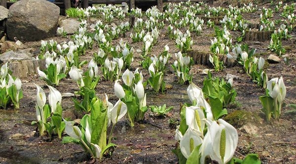 ミズバショウ(サトイモ科)