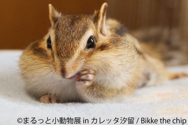 まんまる目玉のショウガラゴ登場！「まるっと小動物展」1月開催 小さな体に癒やしが詰まった写真・動画など250点以上展示