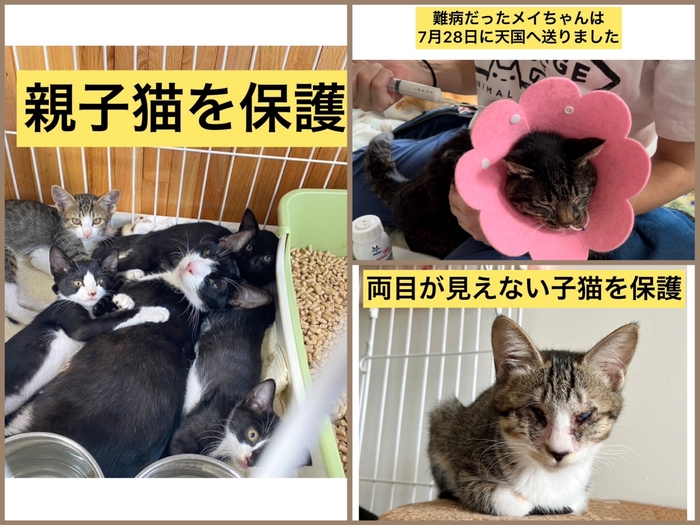 障害のある保護猫もいます