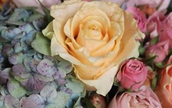 アジサイとバラのアレンジセミナー(完成イメージ)
