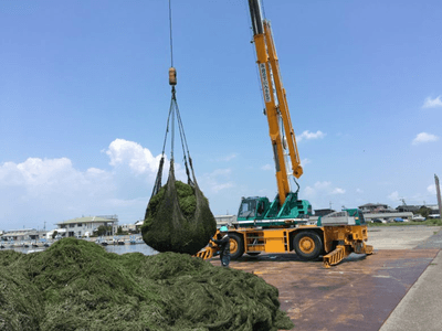琵琶湖刈取り水草（琵琶湖では毎年2万トン近く発生）