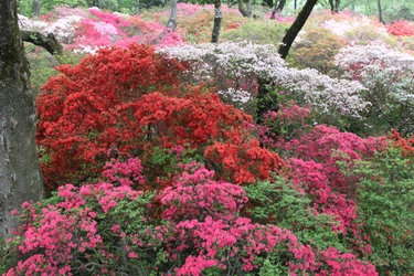 【清水公園】約2万株のツツジが咲き誇る！「つつじまつり」を開催　令和5年4月22日～5月7日