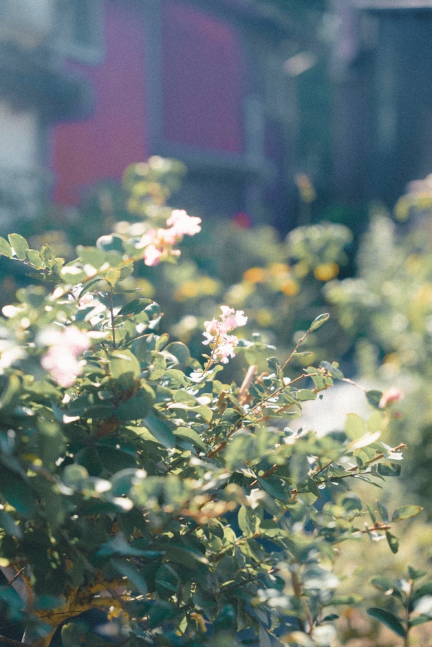 30種類のハーブを育てています