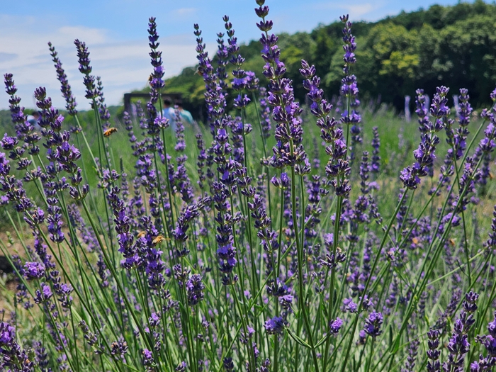 ラベンダーグロッソ2