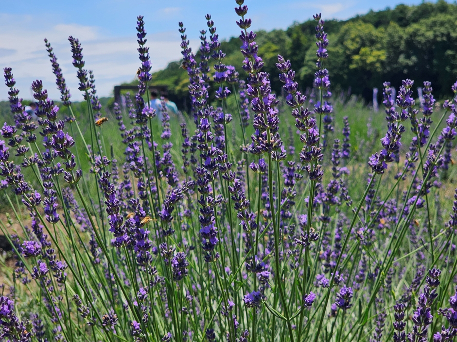 ラベンダーグロッソ2