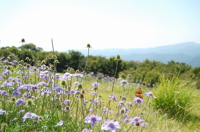 秋の訪れを告げる 吾妻山に咲くマツムシソウ