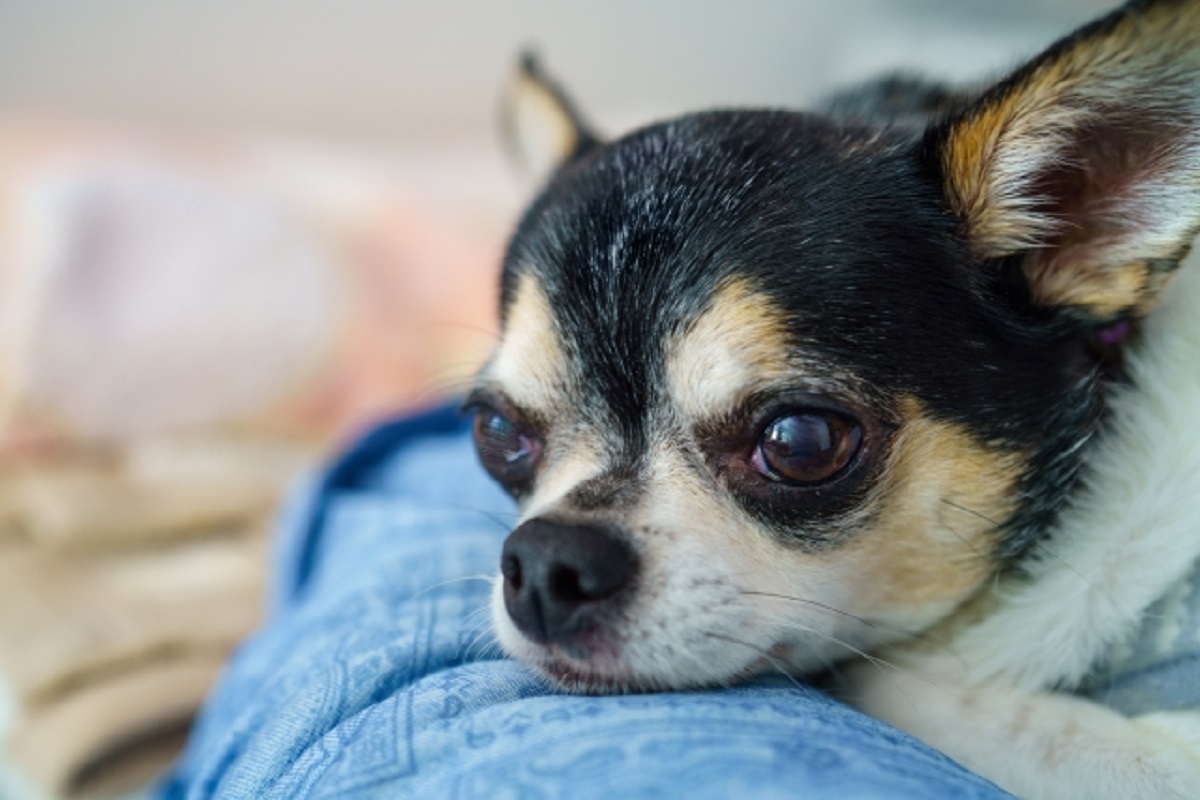 わんちゃんへの愛を川柳にして宿泊券をゲット 蓼科の愛犬ファーストの宿にて 秋の愛犬川柳フォトコンテスト 開催 Newscast