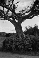 ガジュマルの古木 1959年