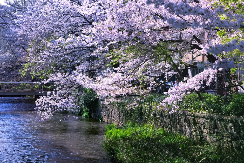 本施設前にある白川の桜