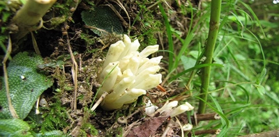 六甲高山植物園　アジサイに寄生する植物 キヨスミウツボが咲きました！