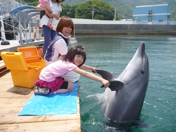 返礼品:イルカと泳げるふれあい体験