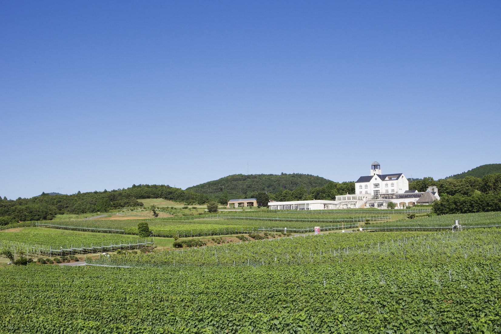 ~ジャパン・ワイン・チャレンジ2019銅賞受賞~ 4つ星ワイナリー*「中伊豆ワイナリー シャトーT.S」