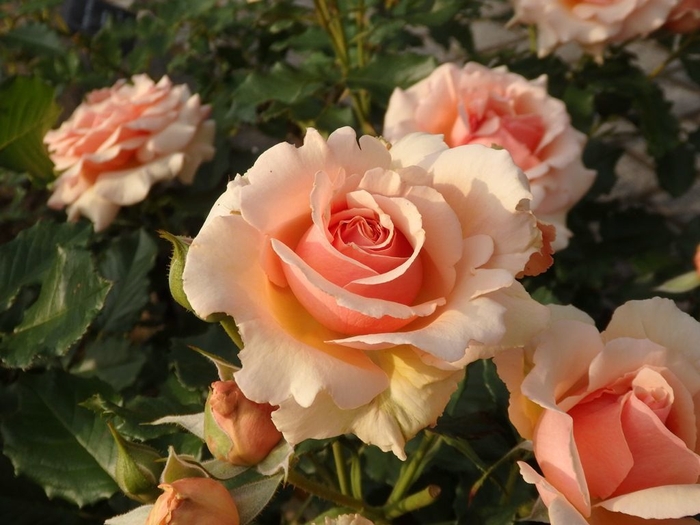 フレグラント アプリコット