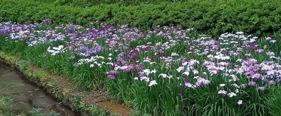 花菖蒲田 (昨年の様子)