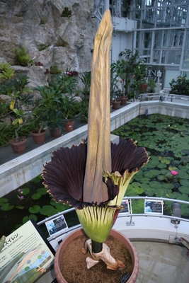 2021年に同園にて開花したショクダイオオコンニャク（前々回開花時の様子）