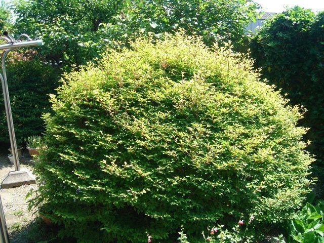 植木は伸び庭が荒れる