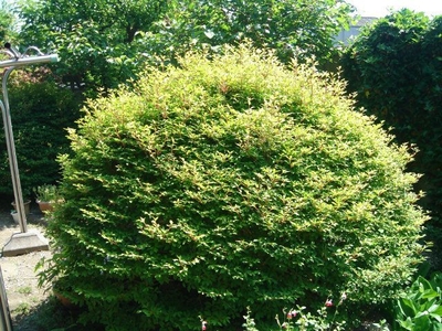 植木は伸び庭が荒れる