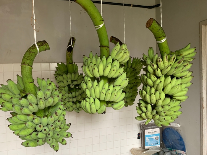 ブルートバナナ