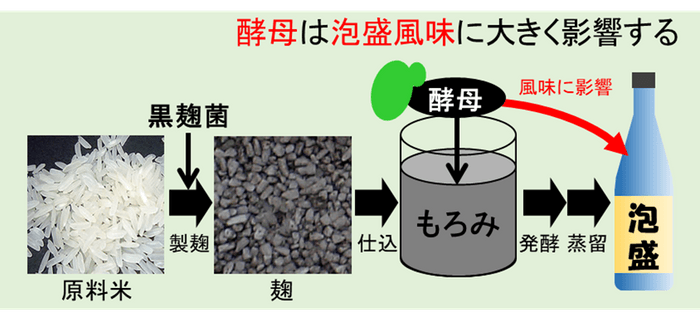 泡盛風味へ酵母の影響と現状