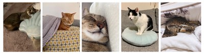 「あなたの愛猫がモデルデビュー!」企画