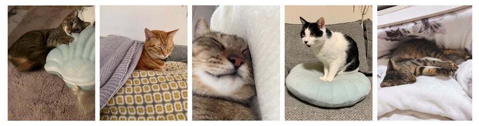 「あなたの愛猫がモデルデビュー!」企画