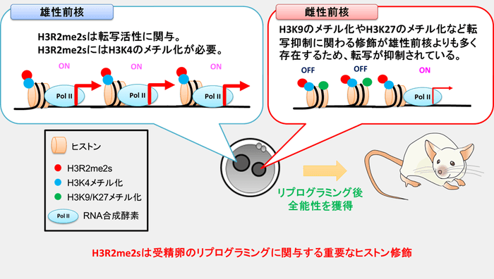 図3 受精卵の雄性前核では、転写活性に関与するH3R2me2sやH3K4のメチル化が存在しているので遺伝子発現が起こっている。一方、雌性ゲノムでは、H3R2me2sもH3K4のメチル化が存在しているが転写活性は低い。雌性前核では、転写抑制に関与するH3の9番目のリシン（H3K9）や27番目のリシン（H3K27）のメチル化が雄性前核よりも多く存在しているため、転写活性が抑えられていると考えられている。