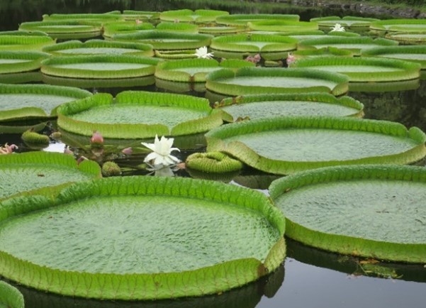 夜咲きの植物（令和４年撮影）