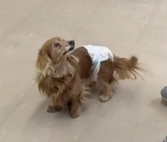 「もう一度振り向いて欲しい」音を失った高齢犬に届ける首輪型骨伝導デバイス誕生！