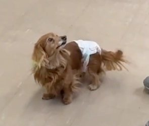 「もう一度振り向いて欲しい」音を失った高齢犬に届ける首輪型骨伝導デバイス誕生！