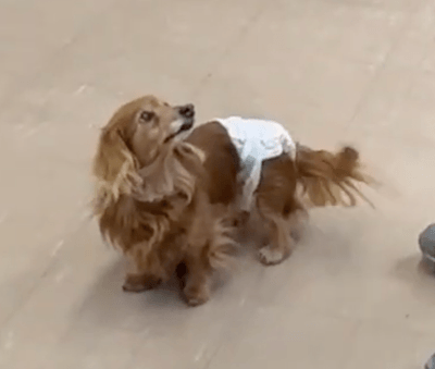 Vibone nezu pet for dogsに反応して飼い主を見上げる難聴の愛犬クーチェ