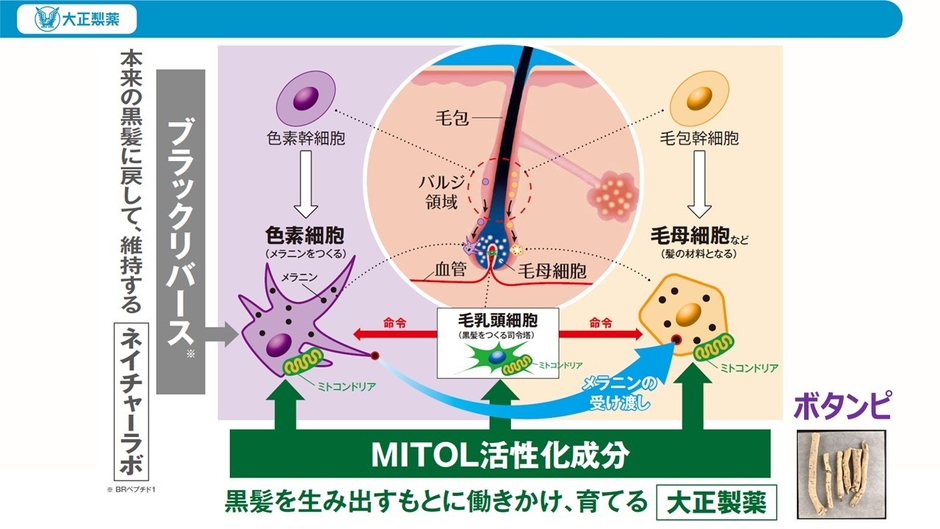 ネイチャーラボとの新協業：MITOL × ブラックリバースペプチド1の研究成果　講演スライド