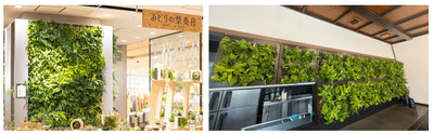 左:みどりの葉奏音 日本橋高島屋店、右:TERA CAFE SHIEN ZOJOJI