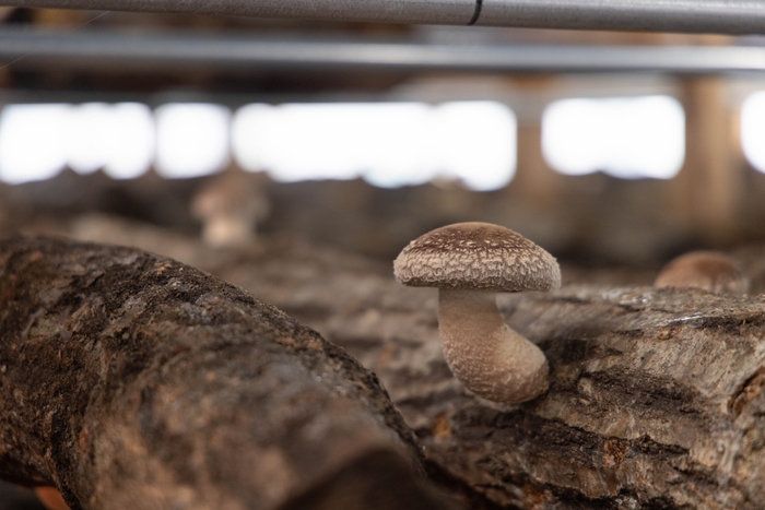 太い軸からは旨味たっぷりの出汁が出る
