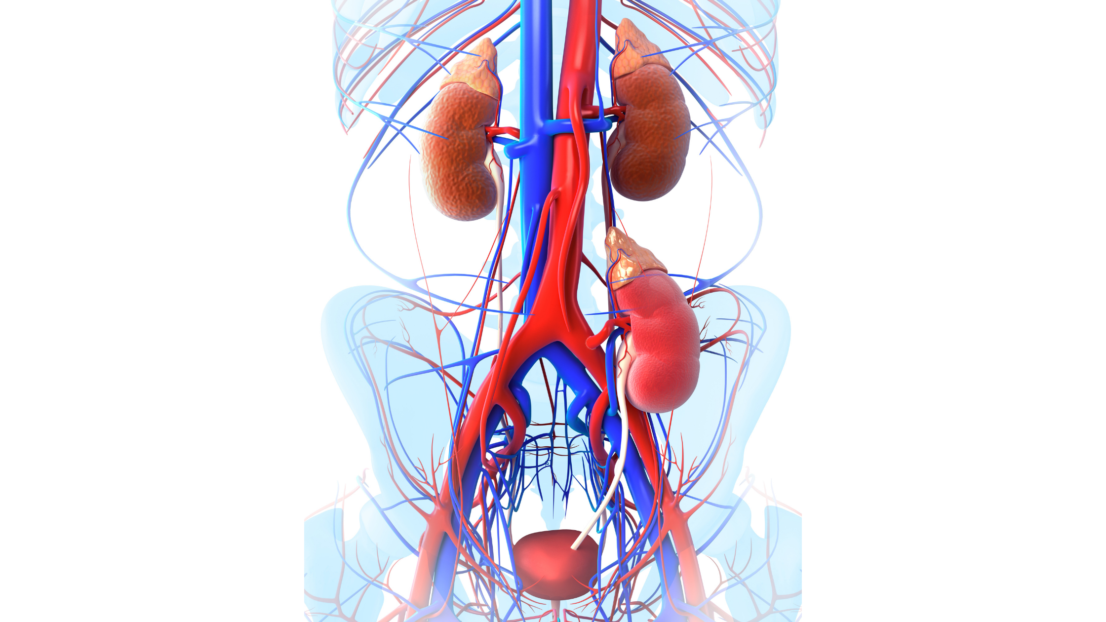 移植の市場規模は2028年までに199.5億米ドルに達する見込み