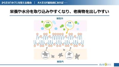 細胞膜に柔軟性を与える