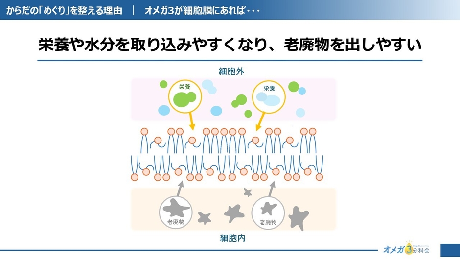 細胞膜に柔軟性を与える
