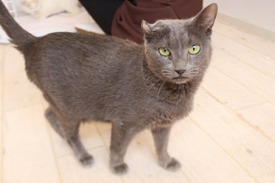 保護猫