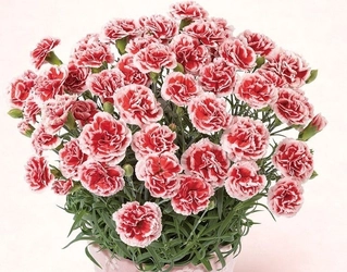 色とりどりのカーネーションからお母さんにぴったりの色を選べる！「ＪＡタウン」のショップ「ＪＡ全農かながわ」で
母の日限定ラッピングの花商品を多数販売