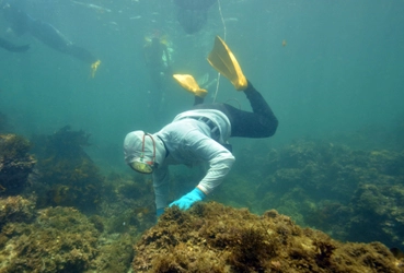 鳥羽・志摩の海女漁の技術＆ユネスコ無形文化遺産について、 三重テラスにて「海女トーク」を2月11日に開催 