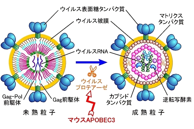 マウスAPOBEC3が成熟過程におけるウイルスプロテアーゼの働きを阻害する