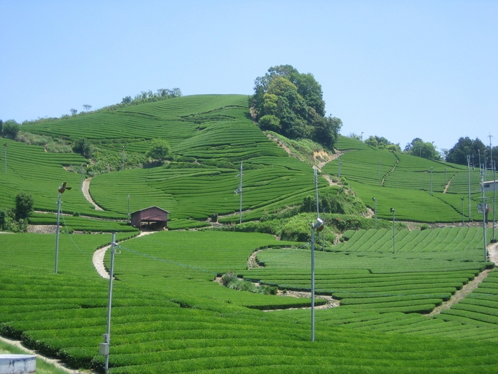 和束町の茶源郷