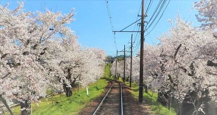 嵐電北野線　鳴滝～宇多野間のソメイヨシノの並木（2022年4月6日（水） 午前9時頃撮影）