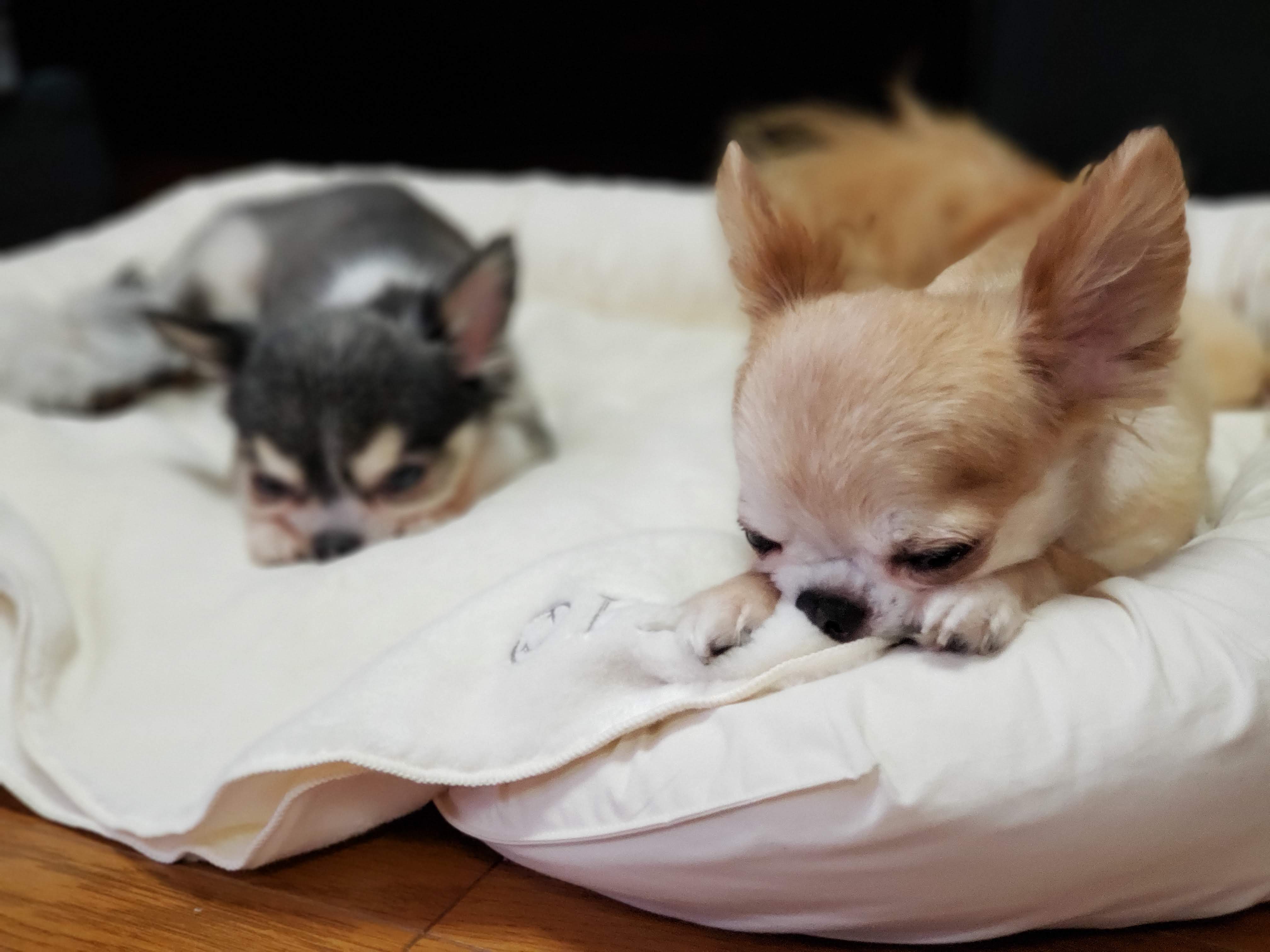 ペットにも環境にもやさしいオーガニックコットンを使用!ダッドウェイオリジナルブランド「FAD」から国産ペット用ベッドとブランケットの販売を開始