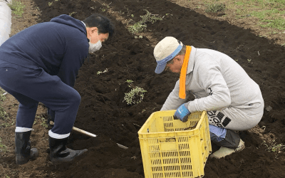 栽培方法や生産者の顔がわかる100%国産の紫根※1を使用(2)